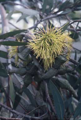 APII jpeg image of Eucalyptus megacornuta  © contact APII