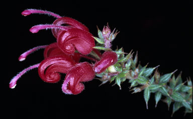 APII jpeg image of Grevillea asteriscosa  © contact APII