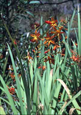 APII jpeg image of Crocosmia crocosmiiflora  © contact APII