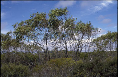 APII jpeg image of Eucalyptus absita  © contact APII