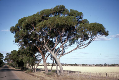 APII jpeg image of Eucalyptus aequioperta  © contact APII