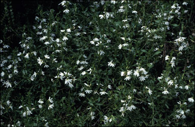 APII jpeg image of Scaevola albida  © contact APII