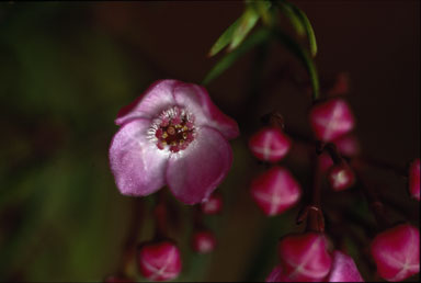 APII jpeg image of Boronia pinnata  © contact APII