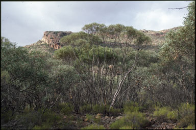 APII jpeg image of Eucalyptus sp. Flinders Ranges  © contact APII