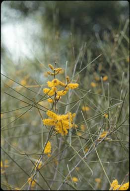 APII jpeg image of Acacia burkittii  © contact APII