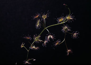 APII jpeg image of Drosera auriculata  © contact APII