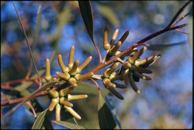 APII jpeg image of Eucalyptus annulata  © contact APII