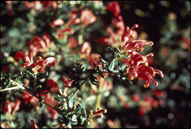 APII jpeg image of Grevillea brownii  © contact APII