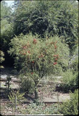 APII jpeg image of Melaleuca lateritia  © contact APII