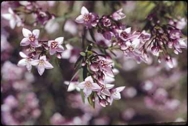 APII jpeg image of Boronia denticulata  © contact APII