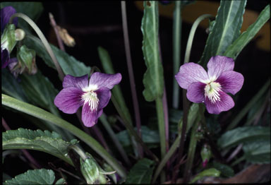 APII jpeg image of Viola betonicifolia  © contact APII