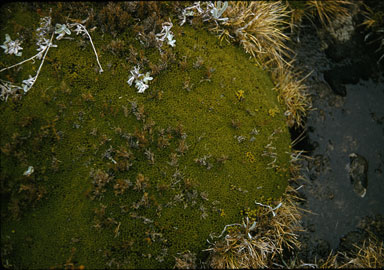 APII jpeg image of Abrotanella forsteroides  © contact APII