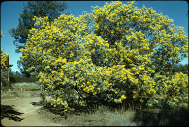 APII jpeg image of Acacia jucunda  © contact APII