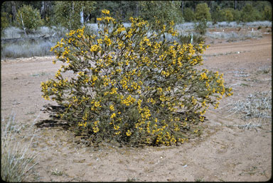 APII jpeg image of Acacia rossei  © contact APII