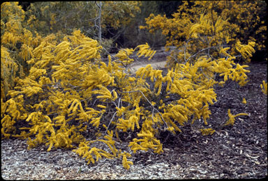 APII jpeg image of Acacia acinacea  © contact APII