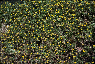 APII jpeg image of Cotula coronopifolia  © contact APII