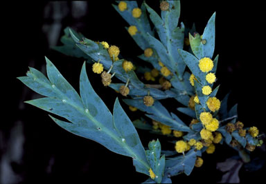 APII jpeg image of Acacia glaucoptera  © contact APII