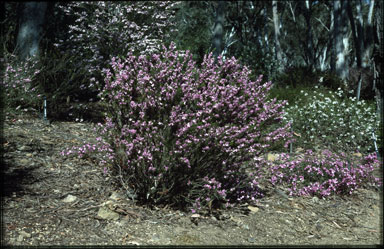 APII jpeg image of Boronia subulifolia  © contact APII