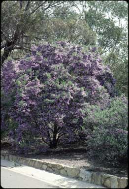 APII jpeg image of Prostanthera ovalifolia  © contact APII