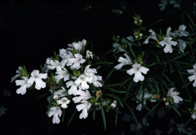 APII jpeg image of Westringia longifolia  © contact APII