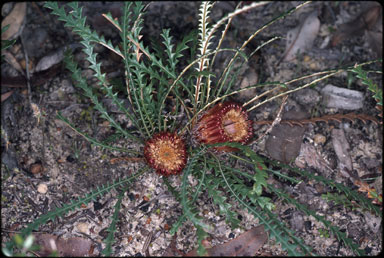 APII jpeg image of Banksia nivea subsp. nivea  © contact APII