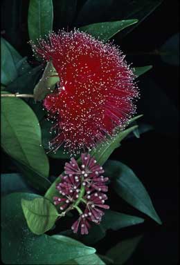 APII jpeg image of Syzygium wilsonii subsp. wilsonii  © contact APII