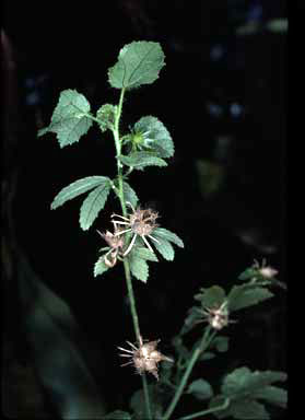 APII jpeg image of Hibiscus meraukensis  © contact APII