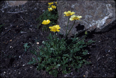 APII jpeg image of Ranunculus graniticolus  © contact APII