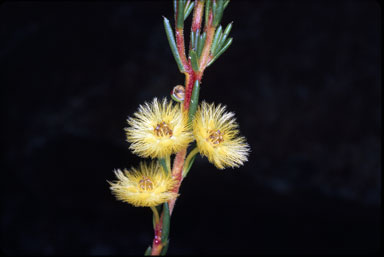 APII jpeg image of Verticordia grandiflora  © contact APII