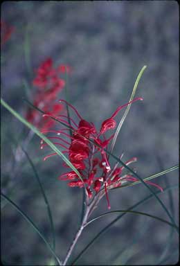 APII jpeg image of Grevillea longistyla  © contact APII