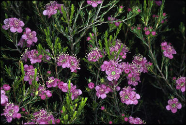 APII jpeg image of Kunzea pauciflora  © contact APII