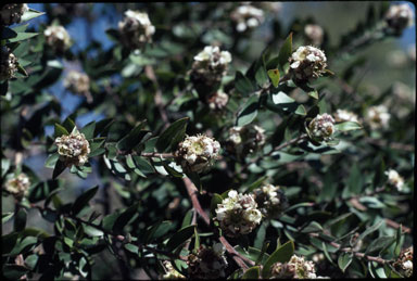 APII jpeg image of Leptospermum speciosum  © contact APII