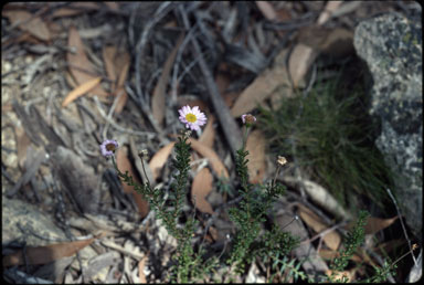 APII jpeg image of Olearia  © contact APII