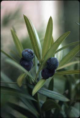 APII jpeg image of Podocarpus elatus  © contact APII