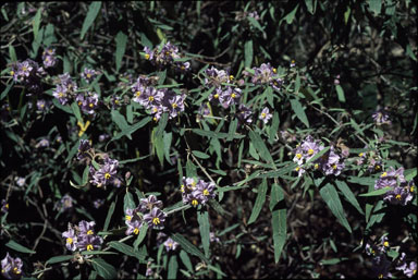 APII jpeg image of Solanum curvicuspe  © contact APII