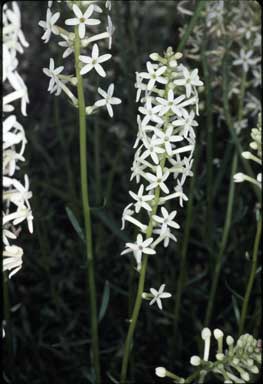 APII jpeg image of Stackhousia spathulata  © contact APII