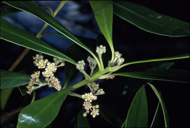 APII jpeg image of Tristania exiliflora  © contact APII