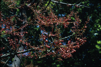 APII jpeg image of Brachychiton acerifolius  © contact APII