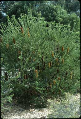 APII jpeg image of Banksia ericifolia subsp. ericifolia  © contact APII