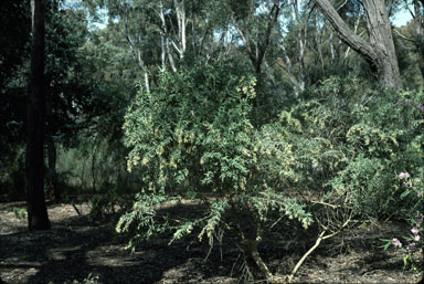 APII jpeg image of Cyphanthera albicans subsp. notabilis  © contact APII