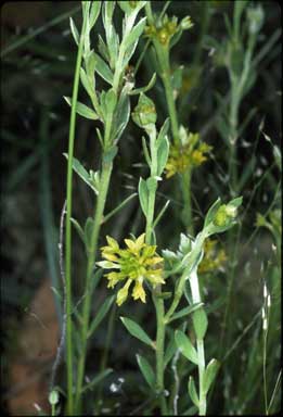 APII jpeg image of Pimelea curviflora subsp. curviflora  © contact APII