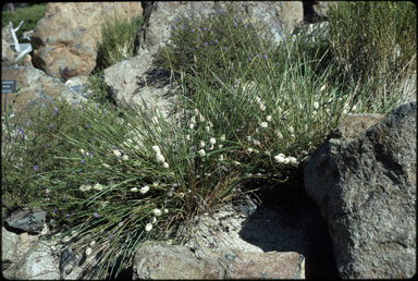 APII jpeg image of Lomandra leucocephala subsp. robusta  © contact APII