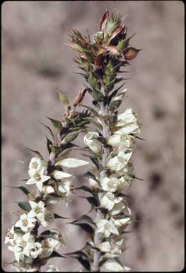 APII jpeg image of Epacris purpurascens var. onosmiflora  © contact APII