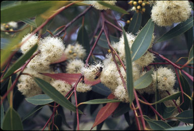 APII jpeg image of Eucalyptus acmenoides  © contact APII