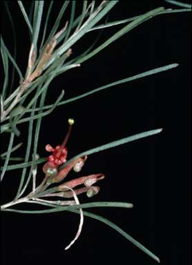 APII jpeg image of Grevillea sparsifolia  © contact APII