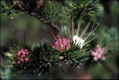 APII jpeg image of Darwinia fascicularis subsp. fascicularis  © contact APII