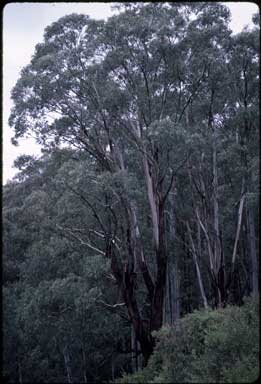 APII jpeg image of Eucalyptus chapmaniana  © contact APII