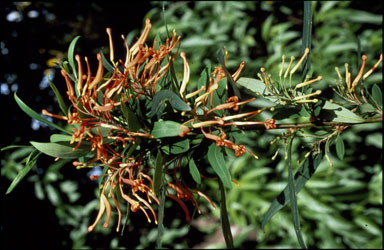 APII jpeg image of Embothrium coccineum  © contact APII