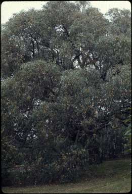 APII jpeg image of Eucalyptus macrorhyncha  © contact APII