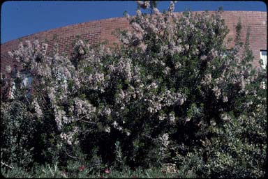 APII jpeg image of Petrophile biloba  © contact APII